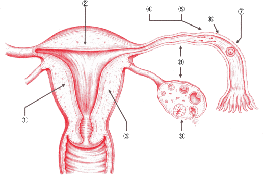 子宮内膜症における不妊との関係
